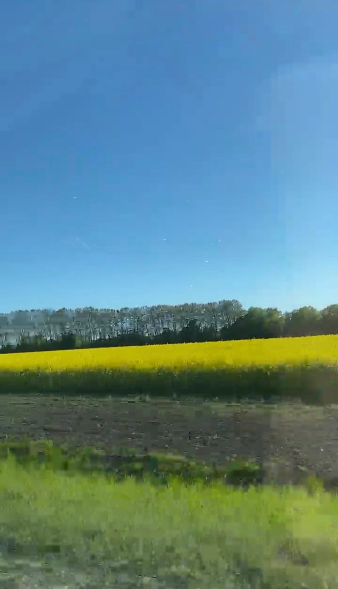 Swedish rapeseed wax for local candle 